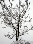 Karlı Ağaç, Odtü