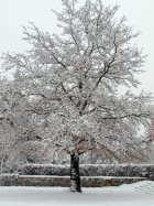 Çınar, Odtü - Mimarlik