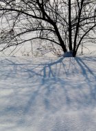 Kar, Ağaç Gölge