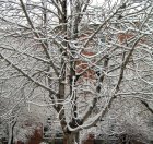 Buzlanmış Ağaç