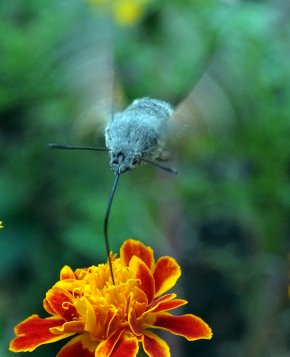 Çiçek Ve Bal Toplayan